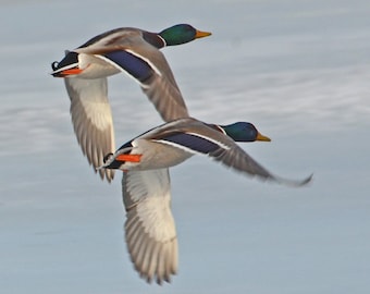 Photo of Mallard ducks in flight, waterfowl picture, birds in flight, for bird lovers  Title: "Tandem Flying"