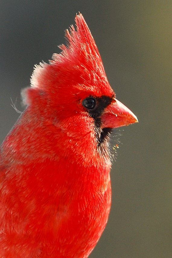 Beautiful Cardinal Portrait | Scarf