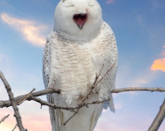 Snowy owl photo, white owl photo, wildlife photo, for bird lovers, for nature lovers  Title: "That's a Good One" !