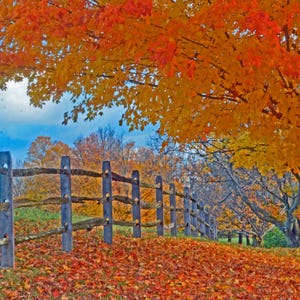 split-rail fence and Fall foliage, Vermont scenic, autumn foliage, colors of autumn, for nature lovers, Title: "Autumn Fence-line"