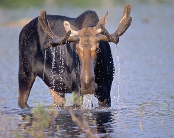 Bull moose in water, water pouring off bull moose's antlers, moose feeding, wild animal photo, for wildlife lovers Title: "Drip-drying"