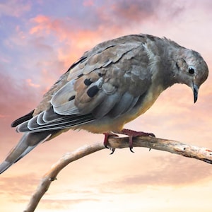 Sörjande duva på bar gren, djurliv på sommaren, söta fågelbilder, Vermonts djurliv, för fågelälskare, Titel: "Det är en lång väg ner!"