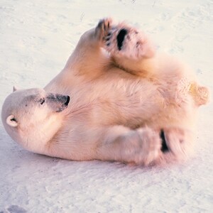 Peut inclure: Un ours polaire blanc couché sur le dos sur une surface enneigée. L'ours se roule et ses pattes sont en l'air.
