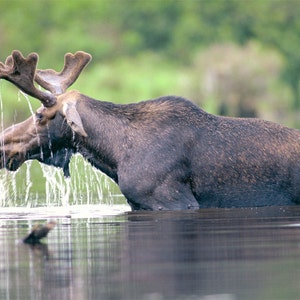 Bull moose in water, moose feeding in pond, bull moose, wildlife photo, for animal lovers, for wildlife lovers  Title: &quot;Dining Out&quot;