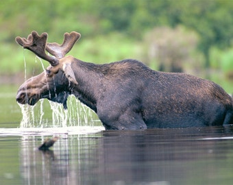 Bull moose in water, moose feeding in pond, bull moose, wildlife photo, for animal lovers, for wildlife lovers  Title: "Dining Out"