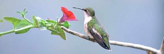 Colibri A Gorge Rubis Femelle Au Repos Colibri Et Fleur Etsy Canada