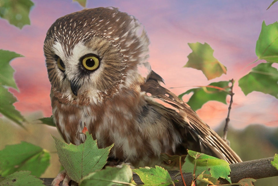 【mimi】 Birds Northern Owl Yellow Saw-whet Owl, Small Owl, Owl on Perch, Small Raptor, Birds of Prey