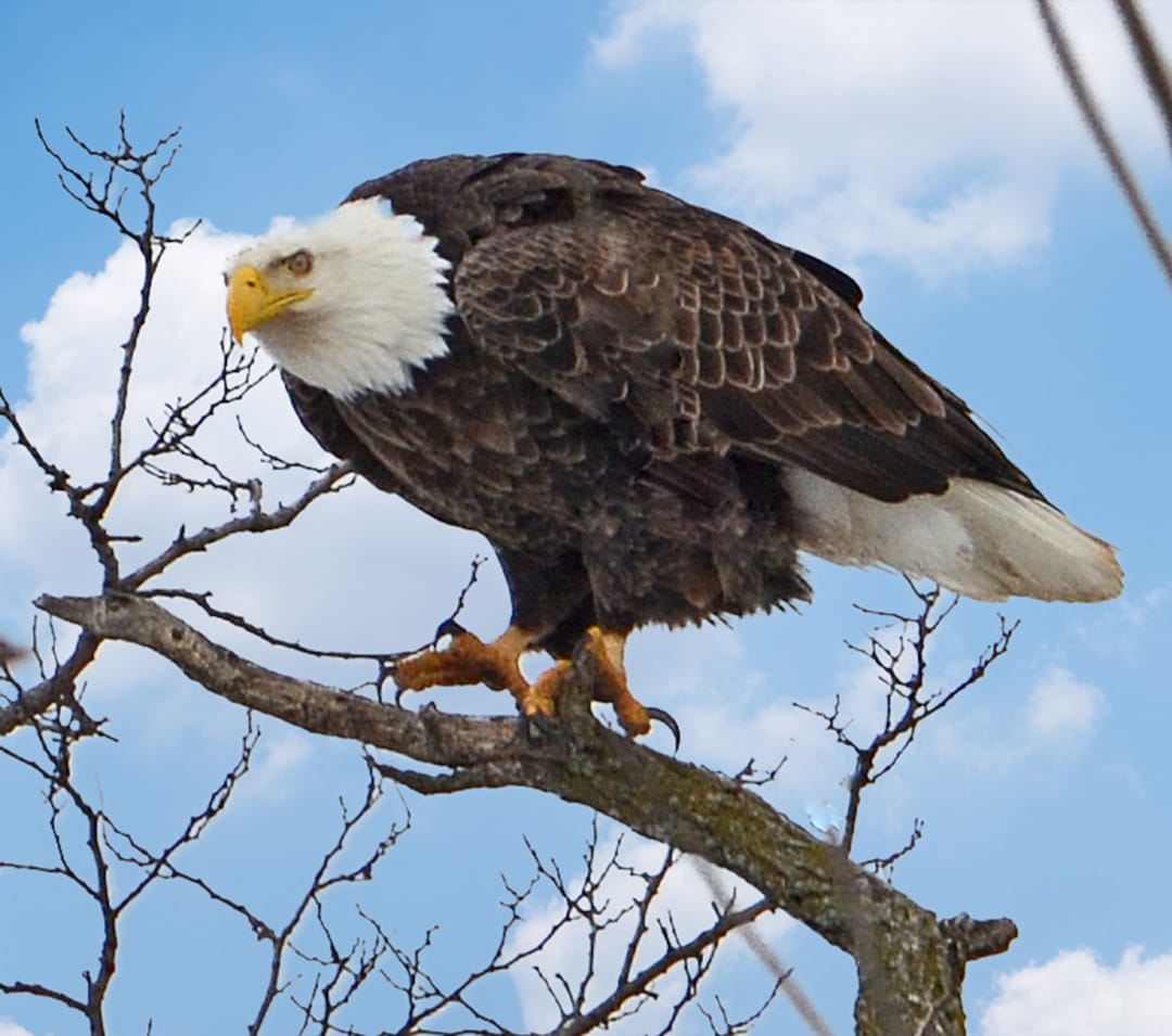 Mature Bald Eagle, Eagle on Limb, Fierce Bird, Vermont