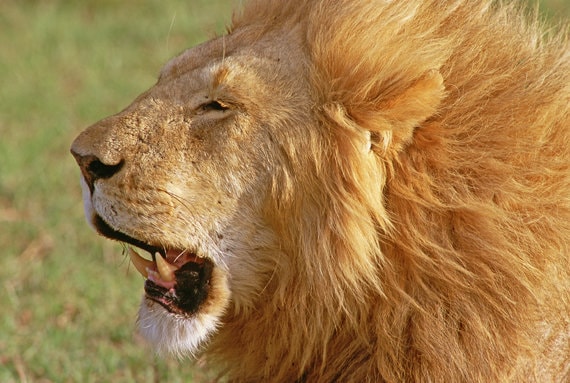 Alpha Male of Mara River Lion Pride African Lion Dramatic - Etsy Canada Alpha Male of Mara River Lion Pride African Lion Dramatic - Etsy Canada