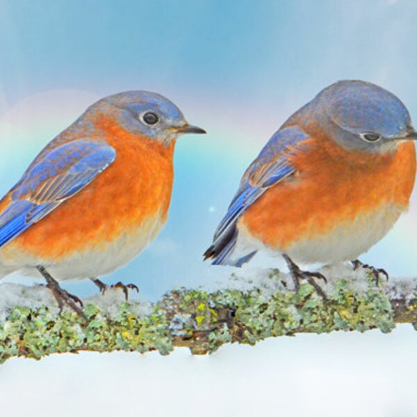 Drossel auf Ast, Singvogel Foto, hübsche Vögel, für Vogelliebhaber, für Naturliebhaber Titel: "Winterblues Quartett"