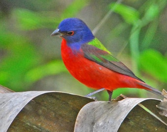 Painted Bunting ,beautiful song birds, multicolored birds, wildlife art, for bird lovers, Title: "Nature's Palette"