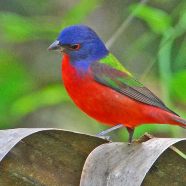 Painted Bunting ,beautiful song birds, multicolored birds, wildlife art, for bird lovers, Title: "Nature's Palette"