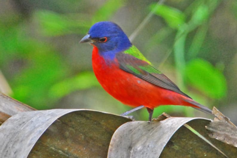 Painted Bunting ,beautiful Song Birds, Multicolored Birds, Wildlife Art