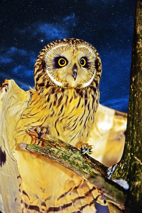 Foto di gufi, Gufo comune, foto di rapaci, gufo sull'albero, gufo