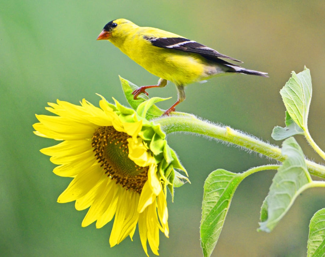 ゴールドフィンチの写真、鳥と花、野鳥の写真、野生動物の写真、鳥愛好