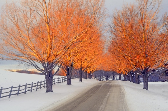 Vt Winter Scenic, Maple-lined Dirt Road, Sunset Illumination of