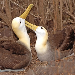 Galapagos albatrosses, waved albatrosses. albatross mating ritual, albatrosses bill circling, for nature lovers, Title: &quot;Avian Courtship&quot;