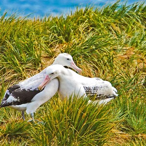 Wandering Albatross, mated albatross pair, South Georgia wildlife, albatross mating ritual, for bird lovers,  Title: &quot;Avian Embrace&quot;