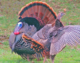 Eastern wild turkeys, tom and hen turkeys, strutting turkey, turkey courtship ritual, for nature lovers, Title: "Flirting"