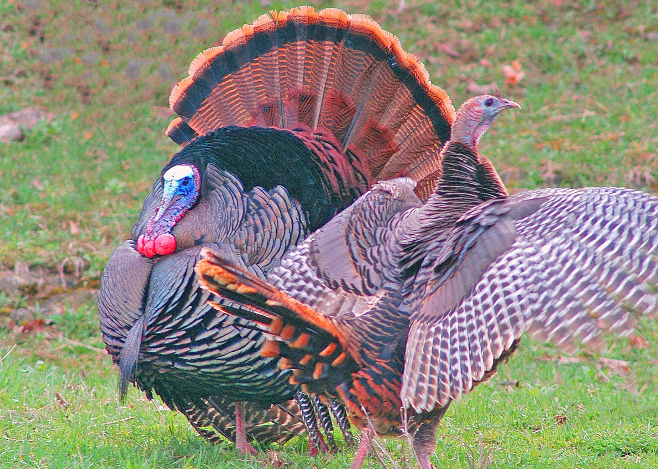 東部の野生の七面鳥、雄七面鳥と雌七面鳥、威張った七面鳥、七面鳥の