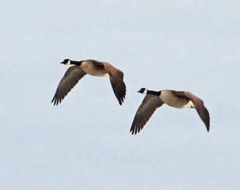 Canada geese in flight, photo of Canada Geese, wildlife photo, wild birds picture, for nature lovers  Title: "Synchronized Flying"