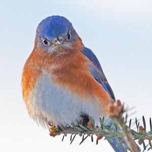 May include: A bluebird with a blue head, orange chest, and white belly perched on a branch of a coniferous tree.