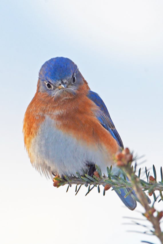 Bluebird Photo, Mad Bluebird, Comical Bird Pictures, Best Bird