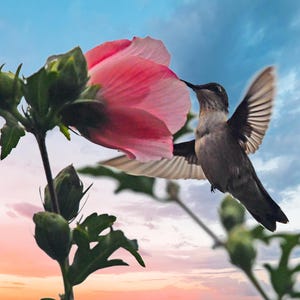 Ruby throated hummingbird (F), hummingbird in Rose of Sharon flowers,  wildlife art, for bird lovers, Title: "Foraging At Sunrise"