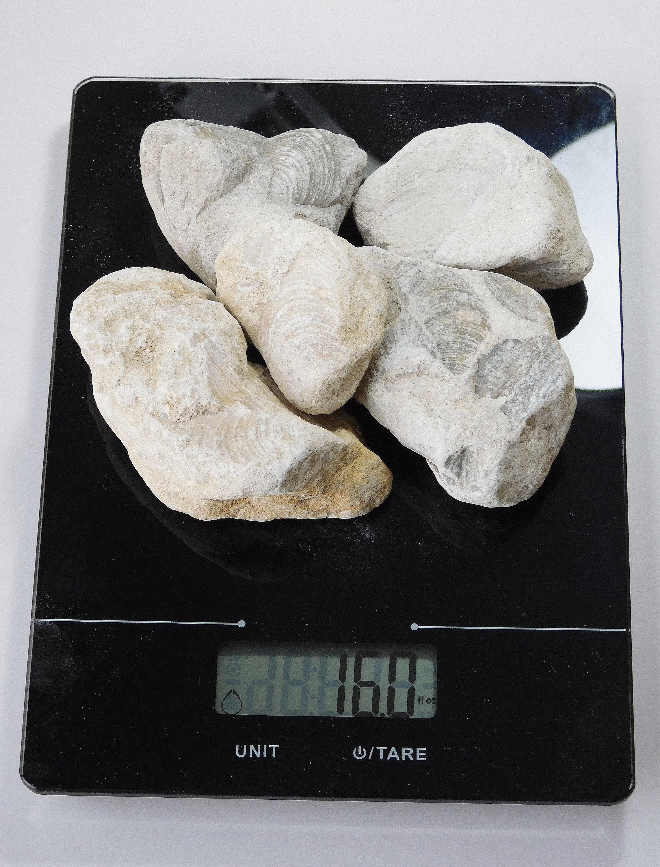 Fossils By The Pound One Pound 16 oz. Large XXXLarge Petrified Clam