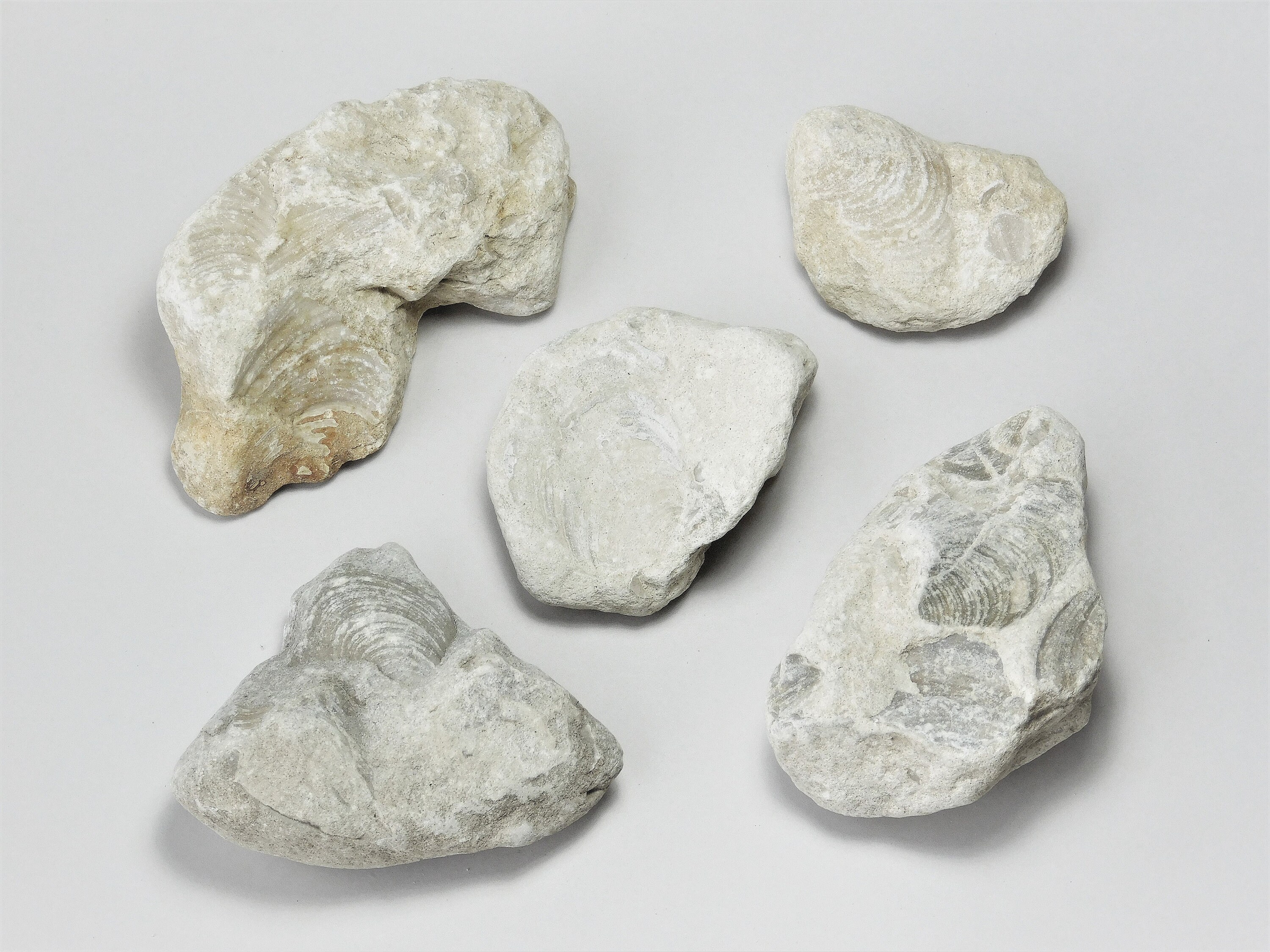 Fossils By The Pound One Pound 16 oz. Large XXXLarge Petrified Clam