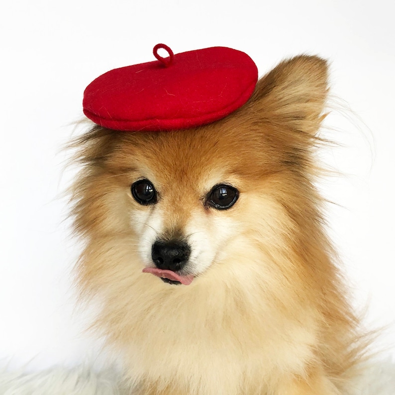 dog beret hat