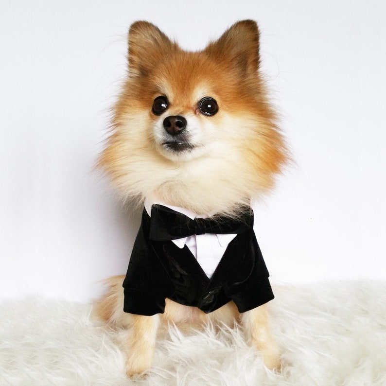 Pu&ograve; includere: Un piccolo cane arancione e bianco, con il pelo lungo e soffice, che indossa uno smoking di velluto nero con un papillon nero. Il cane &egrave; seduto su una superficie bianca e soffice.