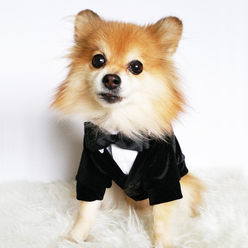 Pu&ograve; includere: Un piccolo cane soffice che indossa uno smoking di velluto nero con un papillon nero. Il cane &egrave; seduto su una superficie bianca e soffice.