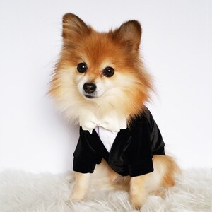Pu&ograve; includere: Un piccolo cane soffice che indossa uno smoking di velluto nero con un papillon bianco. Il cane &egrave; seduto su una superficie bianca e soffice e guarda direttamente la telecamera.