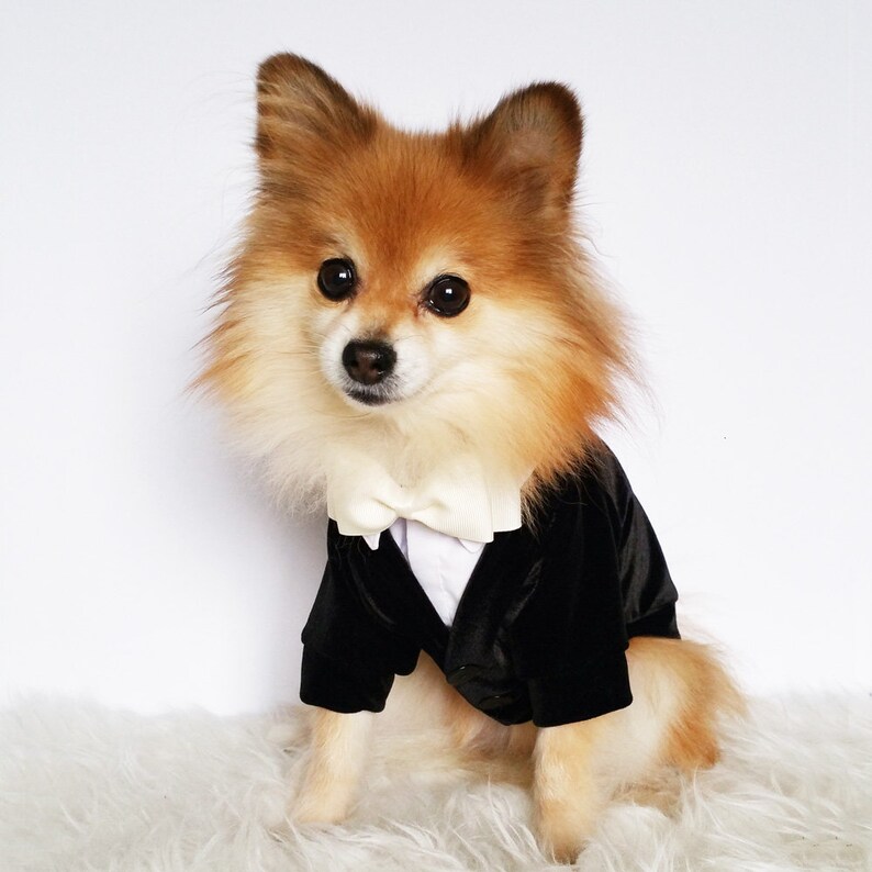 Pu&ograve; includere: Un piccolo cane soffice che indossa uno smoking di velluto nero con un papillon bianco. Il cane &egrave; seduto su una superficie bianca e soffice e guarda direttamente la telecamera.