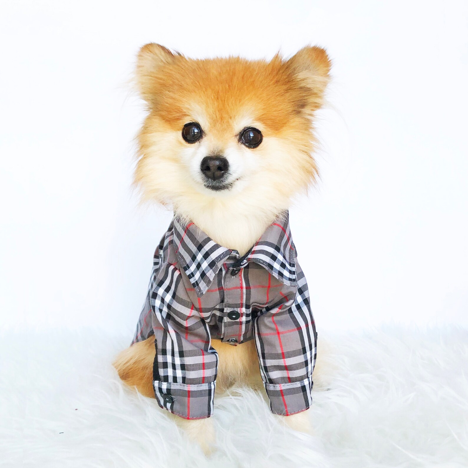 Dog Plaid Shirts puppy dress shirt dog wedding suit tuxedo Etsy