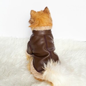 May include: A brown faux leather dog coat with a white faux fur lining. The coat is worn by a small dog with brown fur.