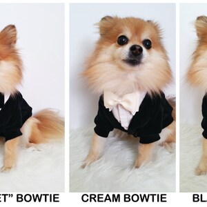 Pu&ograve; includere: Un piccolo cane che indossa uno smoking di velluto nero con un papillon nero. Il cane &egrave; seduto su una superficie bianca e soffice. Il testo "BLACK "VELVET" BOWTIE" &egrave; sotto l'immagine.