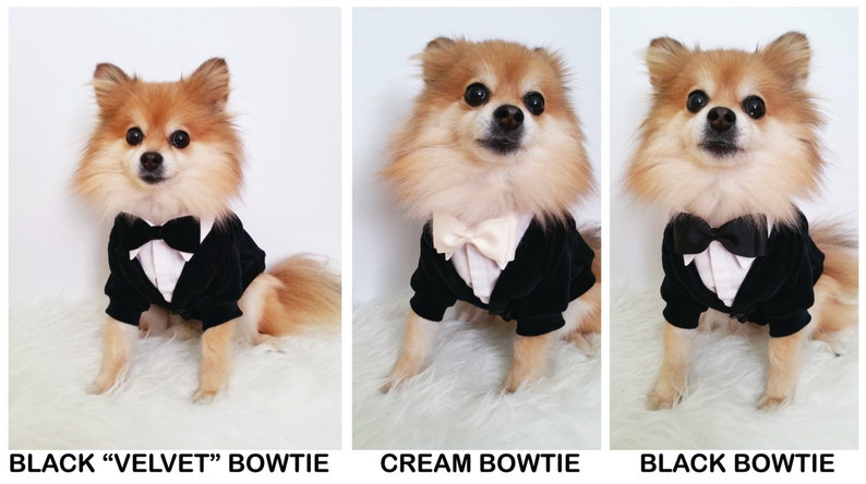 Pu&ograve; includere: Un piccolo cane che indossa uno smoking di velluto nero con un papillon nero. Il cane &egrave; seduto su una superficie bianca e soffice. Il testo "BLACK "VELVET" BOWTIE" &egrave; sotto l'immagine.