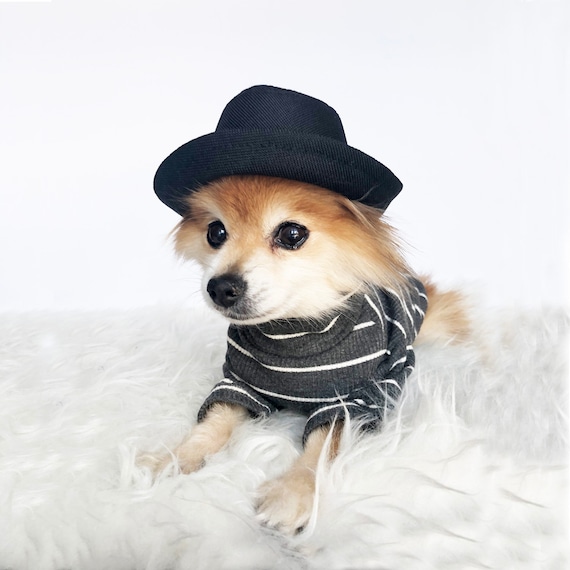dog fedora hat