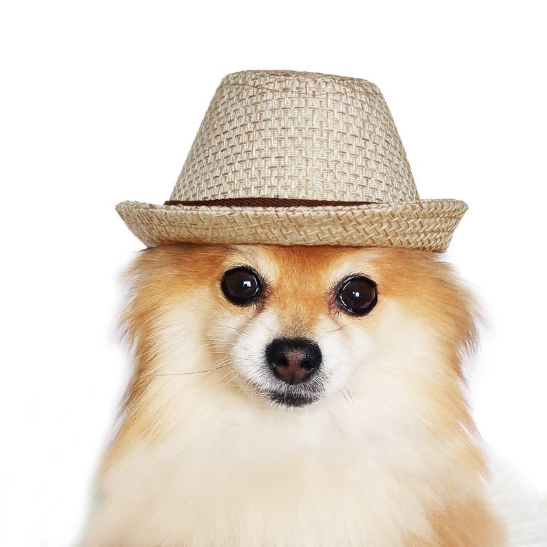 Straw Fedora for DOGS, CATS HANDMADE dog hats, tan dog caps, summer panama hat, cat cowboy hat, sun visor hat, pet accessories, dog hoodies image 2