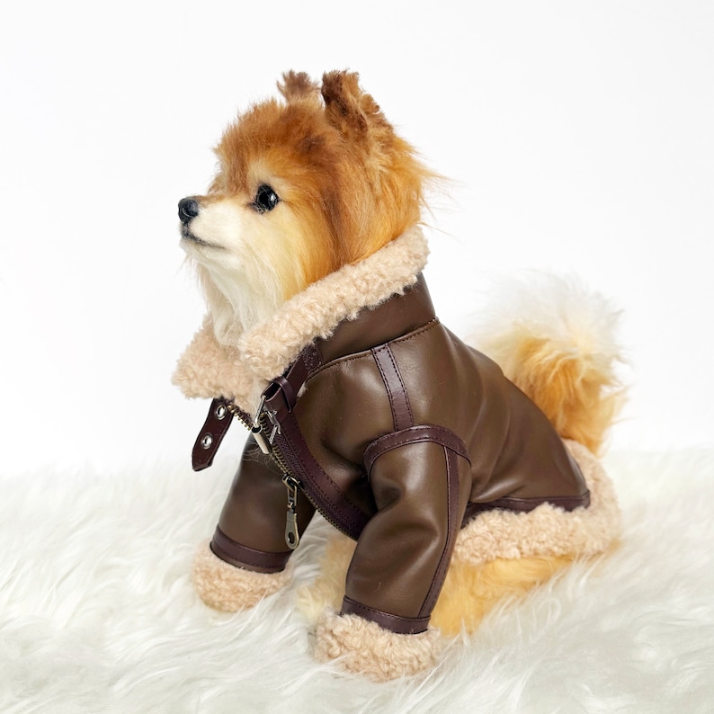 May include: A small brown dog wearing a brown faux leather jacket with a shearling lining. The jacket has a zipper closure and a belt.