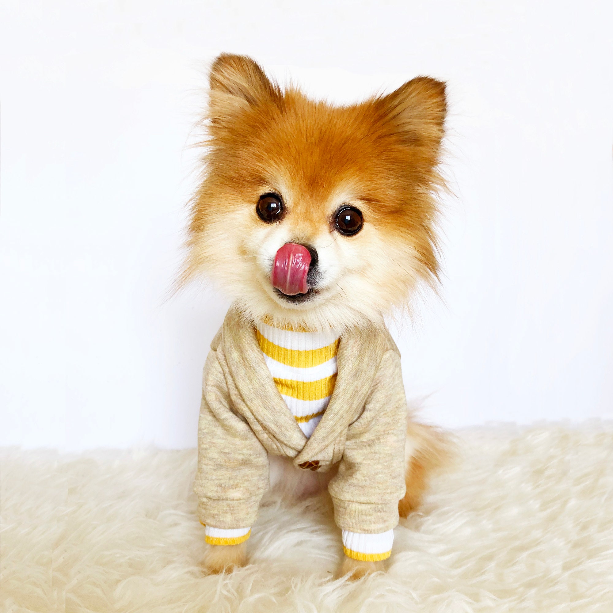Boo dog clothes deals