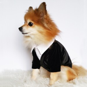 Pu&ograve; includere: Un piccolo cane soffice che indossa uno smoking di velluto nero con una camicia bianca. Il cane &egrave; seduto su una superficie bianca e soffice.