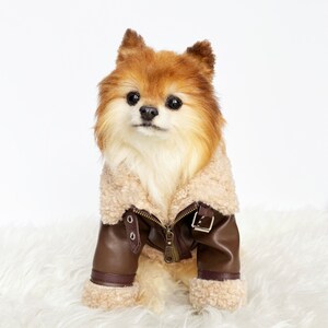 May include: A small brown and white dog wearing a brown faux leather jacket with a sherpa collar. The jacket has a zipper and a buckle closure.
