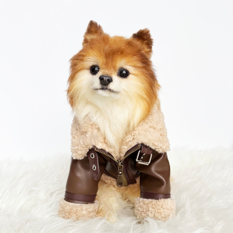 May include: A small brown and white dog wearing a brown faux leather jacket with a sherpa collar. The jacket has a zipper and a buckle closure.