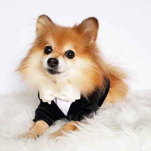 Pu&ograve; includere: Un piccolo cane arancione e bianco, con il pelo lungo e soffice, che indossa uno smoking nero con un papillon bianco. Il cane &egrave; sdraiato su una superficie bianca e soffice.