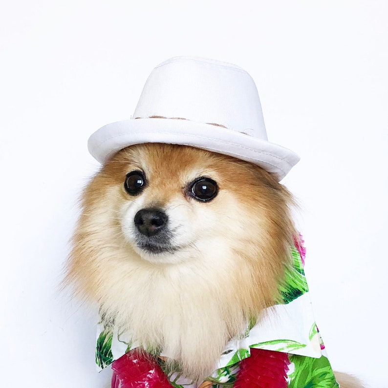 Hawaiian Fedora for DOGS CATS Dog Hats Dog Caps Summer - Etsy