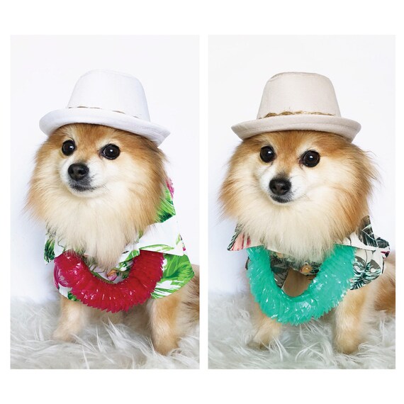 hawaiian dog outfit