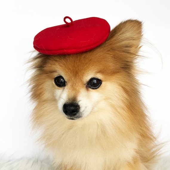 puppy beret